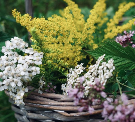 Korg med färska blommor av rölleka, kungsmynta och gullrid. Närbild på läkeväxter